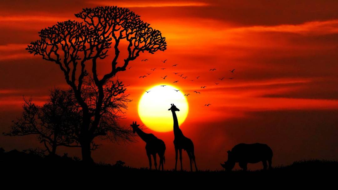 animals birds dawn giraffe