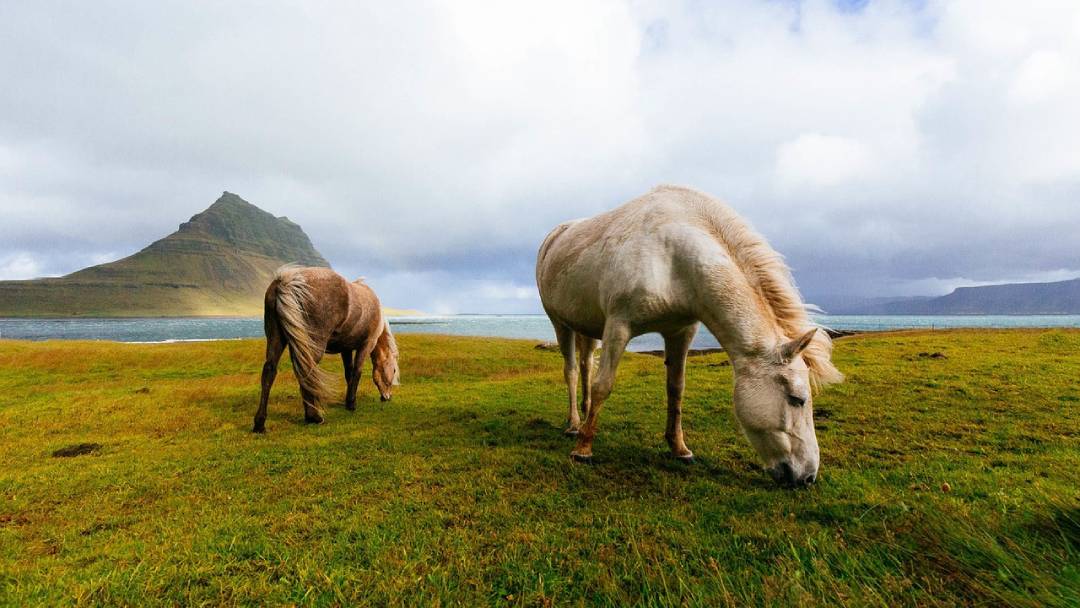 horses in Iceland